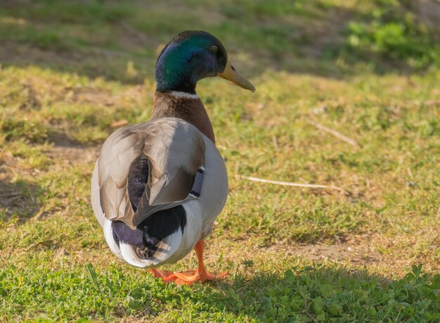 Photo un gros plan d'un oiseau sur le terrain