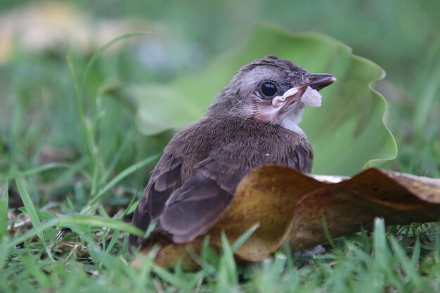 Photo un gros plan d'un oiseau sur le terrain