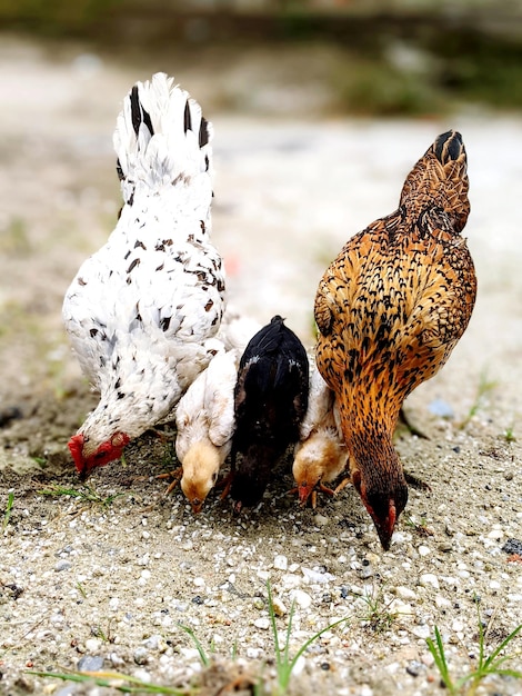 Photo un gros plan d'un oiseau sur le terrain