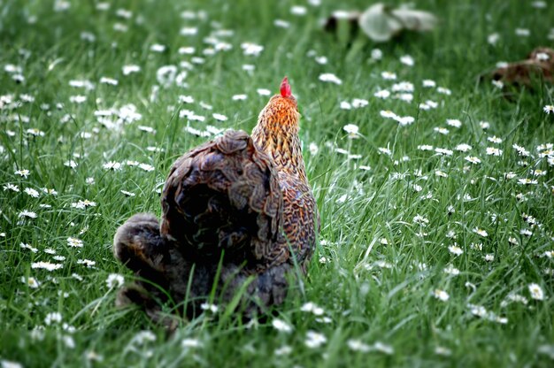 Photo un gros plan d'un oiseau sur le terrain