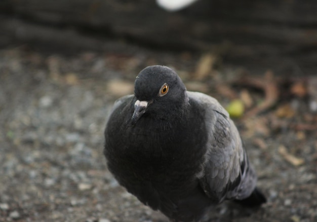 Photo un gros plan d'un oiseau sur le terrain