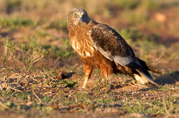 Photo un gros plan d'un oiseau sur le terrain