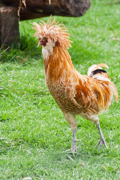 Un gros plan d'un oiseau sur le terrain