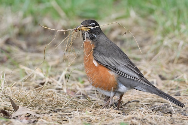 Photo un gros plan d'un oiseau sur le terrain