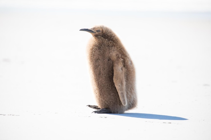 Photo un gros plan d'un oiseau sur une terre ferme