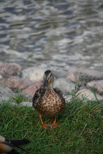 Photo un gros plan d'un oiseau sur terre