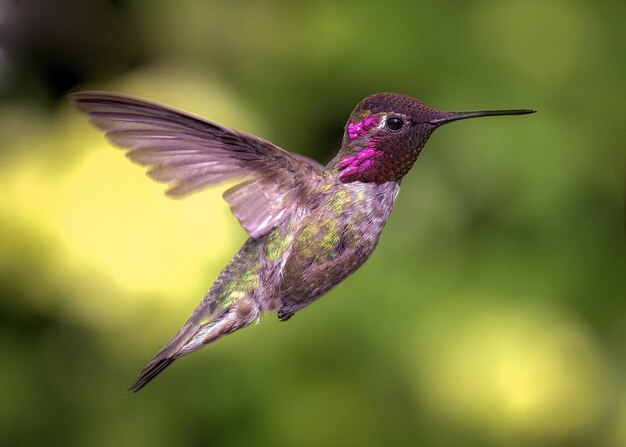 Photo un gros plan d'un oiseau en vol