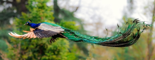 Photo un gros plan d'un oiseau en vol