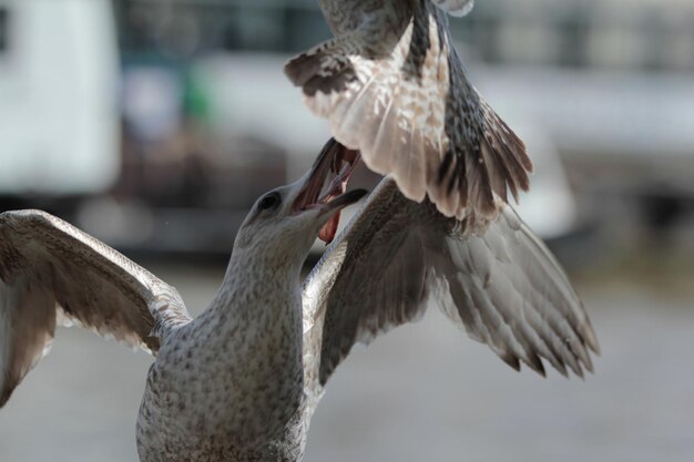 Photo un gros plan d'un oiseau en vol