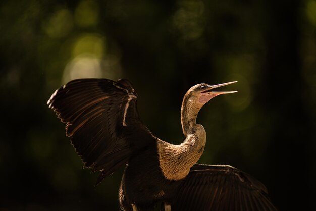 Photo un gros plan d'un oiseau en vol