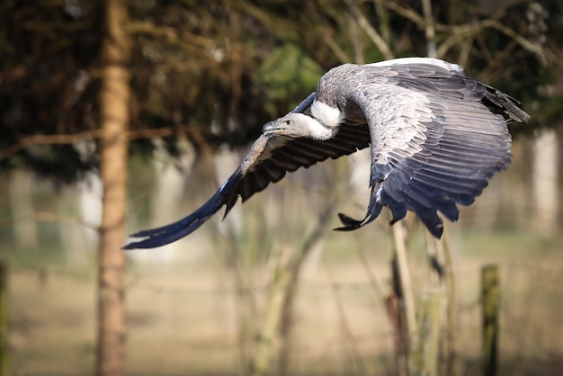 Photo un gros plan d'un oiseau en vol