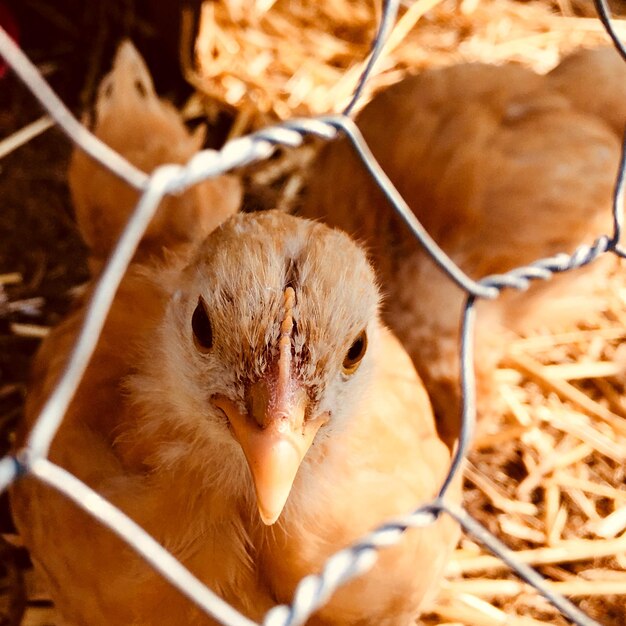 Photo un gros plan de l'oiseau vu à travers la cage