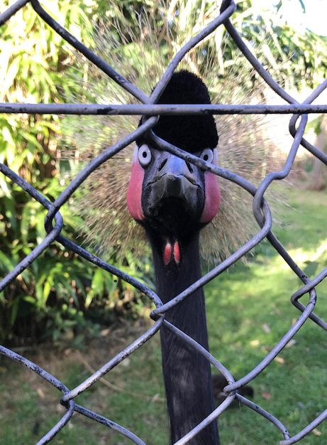 Un gros plan d'un oiseau vu à travers une clôture en chaîne