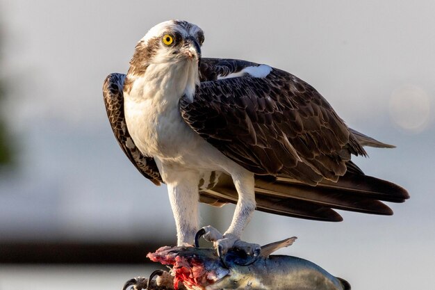 Photo un gros plan de l'oiseau