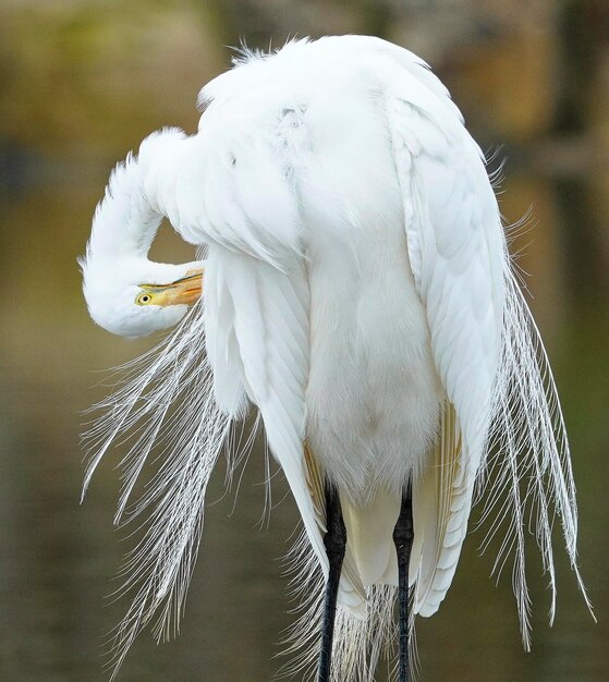 Photo un gros plan d'un oiseau