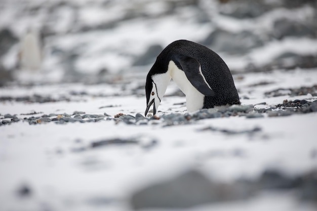 Un gros plan d'un oiseau