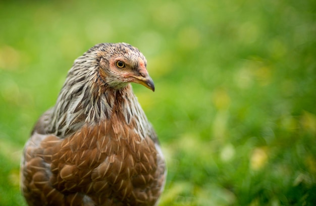 Un gros plan de l'oiseau