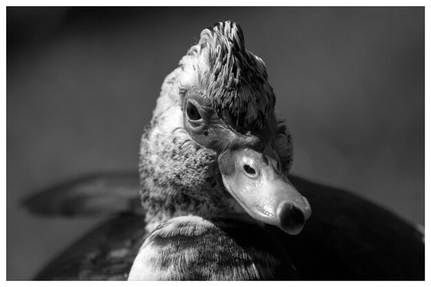 Photo un gros plan de l'oiseau