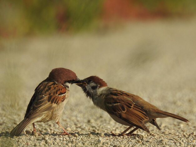 Photo un gros plan de l'oiseau