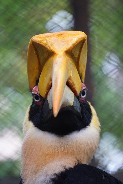 Photo un gros plan de l'oiseau