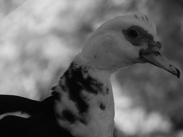 Photo un gros plan de l'oiseau