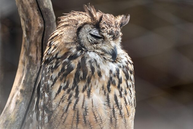 Un gros plan d'un oiseau