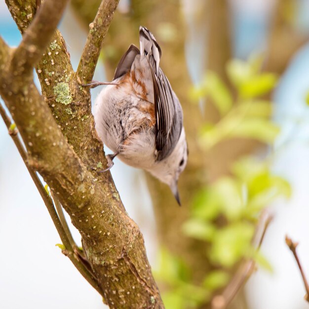 Photo un gros plan de l'oiseau