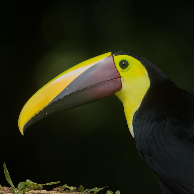 Photo un gros plan d'un oiseau