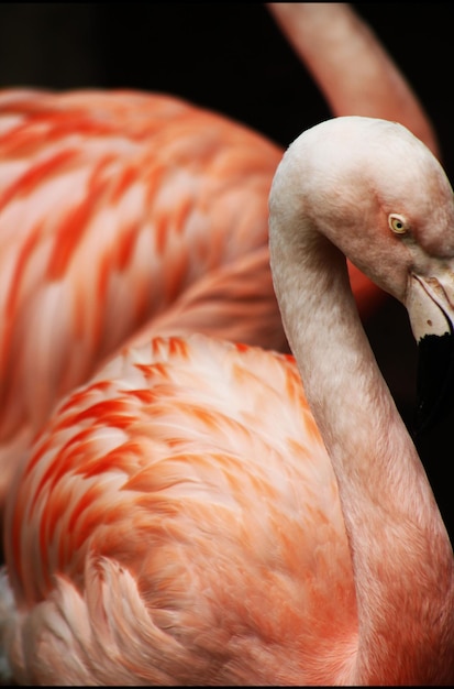 Un gros plan de l'oiseau