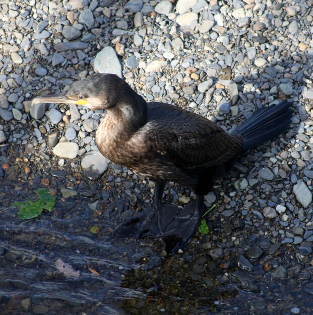 Gros plan d'un oiseau