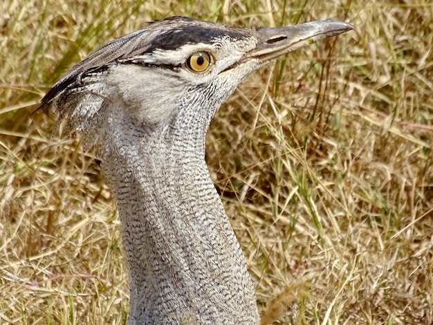 Photo un gros plan d'un oiseau