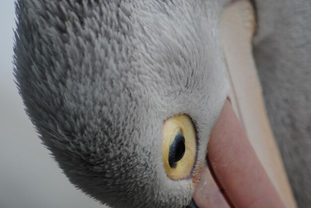 Photo un gros plan d'un oiseau