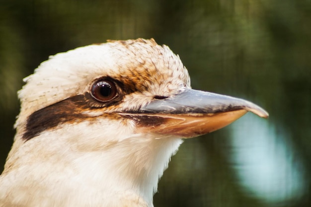 Photo un gros plan d'un oiseau