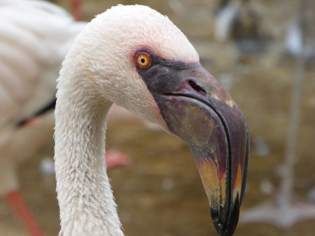 Photo un gros plan d'un oiseau