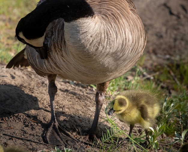 Photo un gros plan d'un oiseau