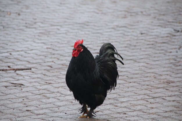 Photo un gros plan d'un oiseau