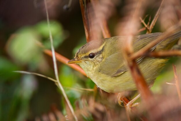 Photo un gros plan d'un oiseau