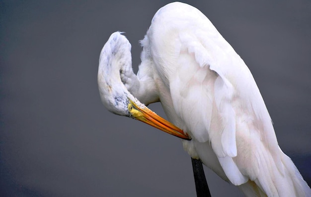 Photo un gros plan d'un oiseau