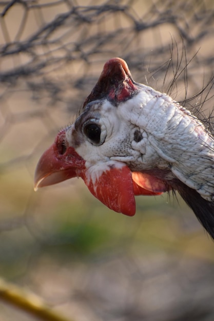 Photo un gros plan d'un oiseau