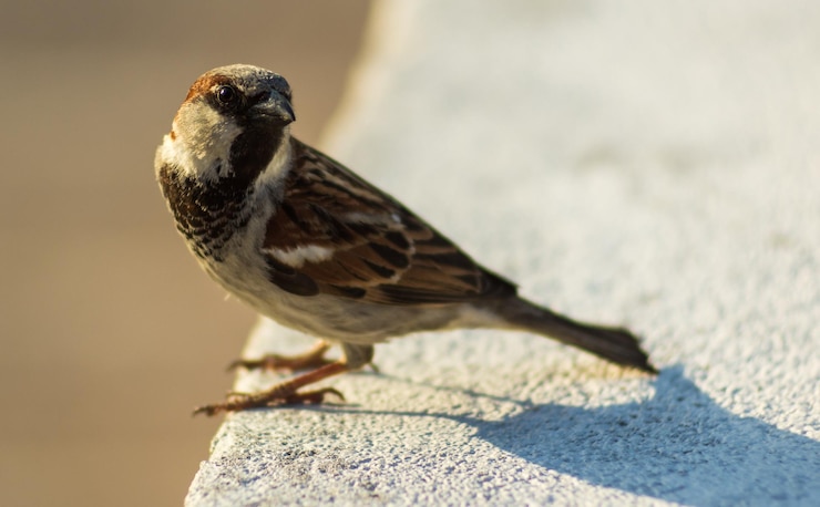 Photo un gros plan d'un oiseau