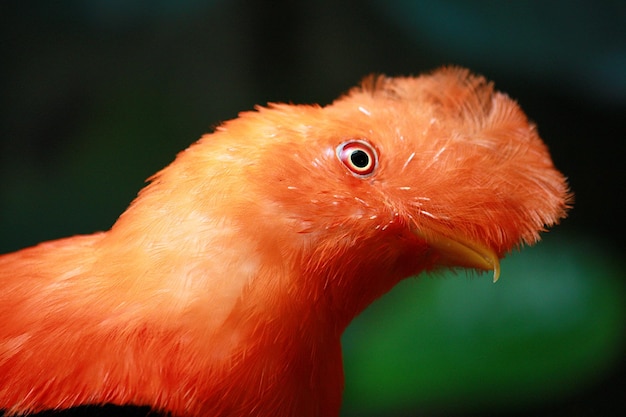 Photo un gros plan d'un oiseau