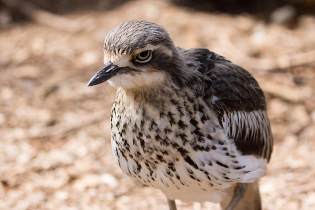 Un gros plan de l'oiseau