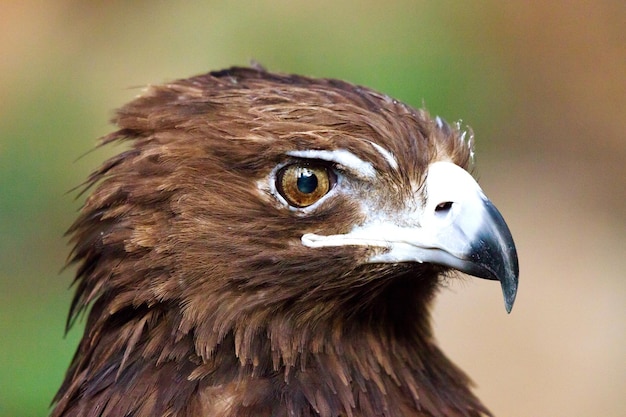 Un gros plan d'un oiseau