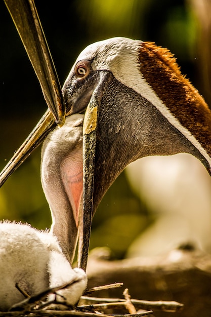 Photo un gros plan d'un oiseau