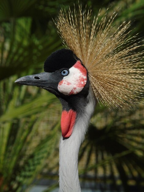 Photo un gros plan d'un oiseau