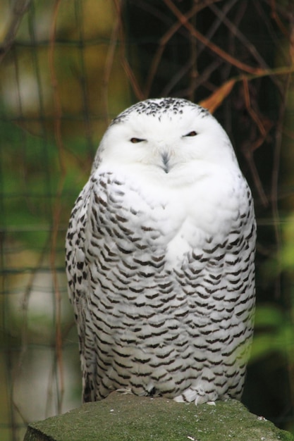 Photo un gros plan d'un oiseau