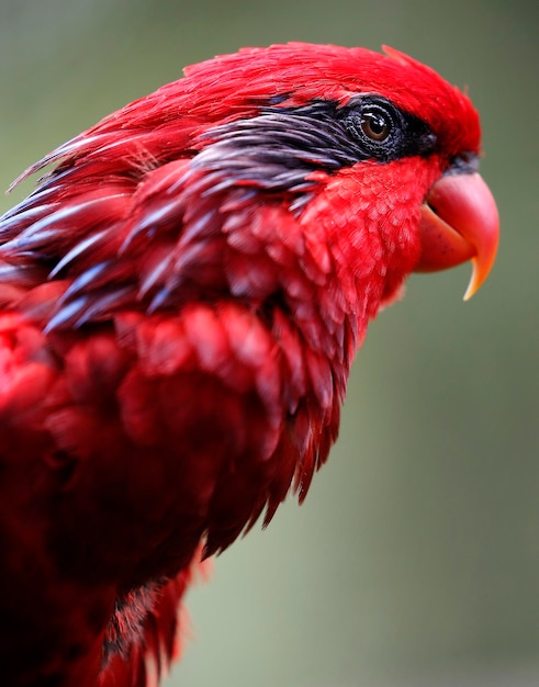 Photo un gros plan d'un oiseau