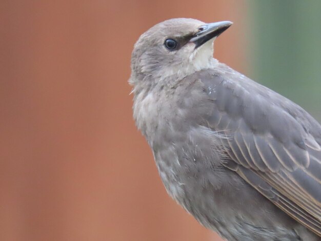 Photo un gros plan de l'oiseau