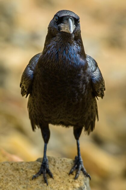 Photo un gros plan d'un oiseau