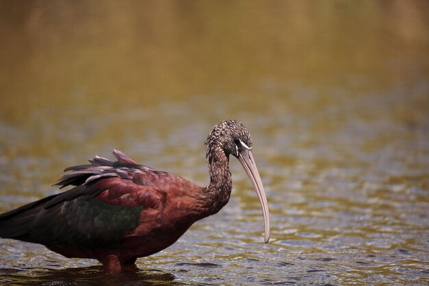 Photo un gros plan de l'oiseau